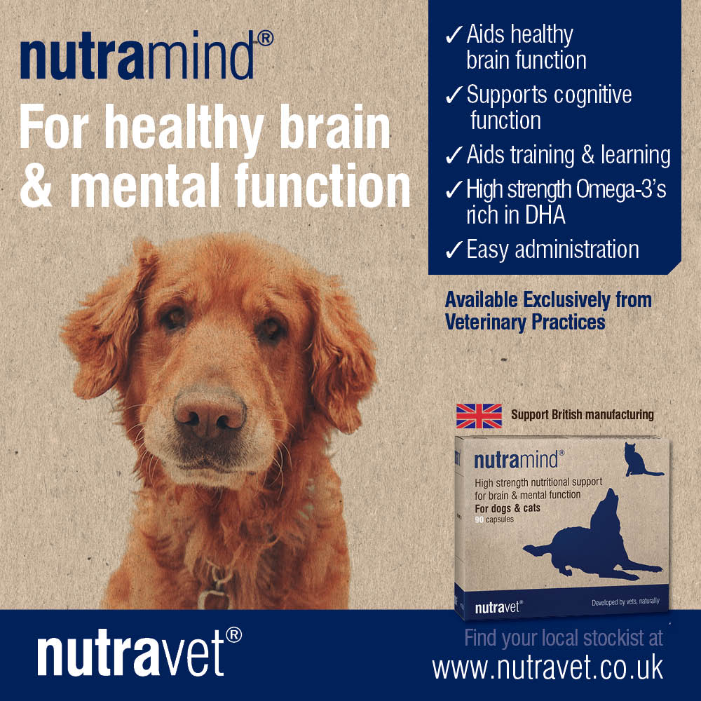 Does your elderly pet have senile moments? 

#nutramind supports cognitive function in #elderlypets whilst also benefiting younger pets in #training. Find out more &amp; your nearest stockist here - ow.ly/QrE330jHVF3 

#naturalanimalhealth #seniordogs #puppytraining