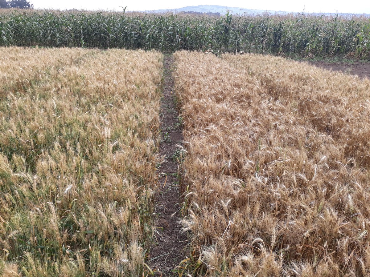 Kenya_Agron's tweet image. The price of missing out the final fungicide at Nakuru, untreated on the right. 
Don&apos;t even think twice about spending the money.
#StemRust #IndependentAgronomy #Trials #Nakuru