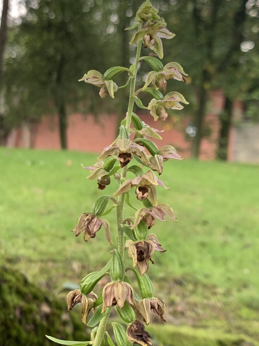 These plants were growing in a car park under poplar. My massive thumb does not offer scale in this pic because it is massive and I am a giantess.  #wildflowerhour