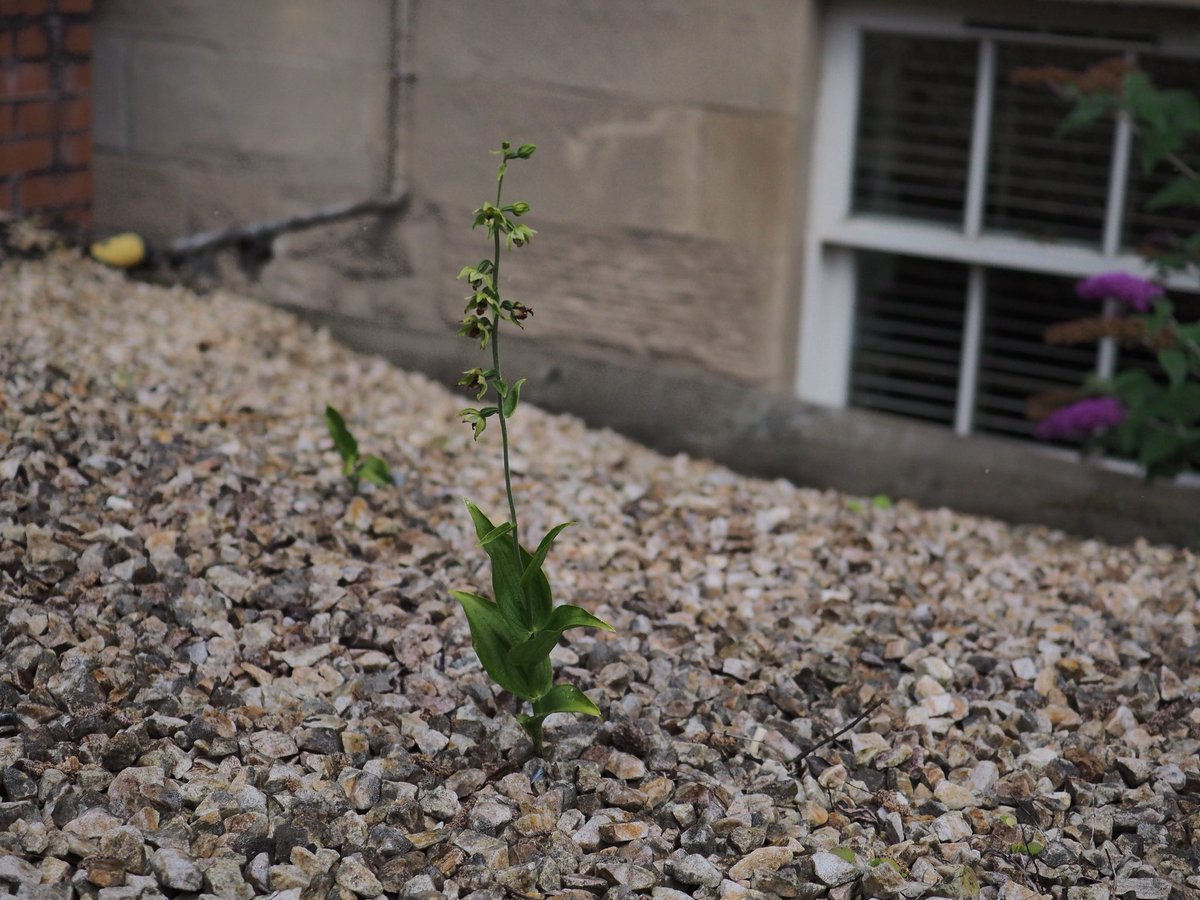 This one was in a front garden in the West End. Was an open site. Also the only site where there was a buddleia present. Buddleia has colonised many derelict sites in the city (see pic 2) but I was struck that none of those sites also hosted helleborines