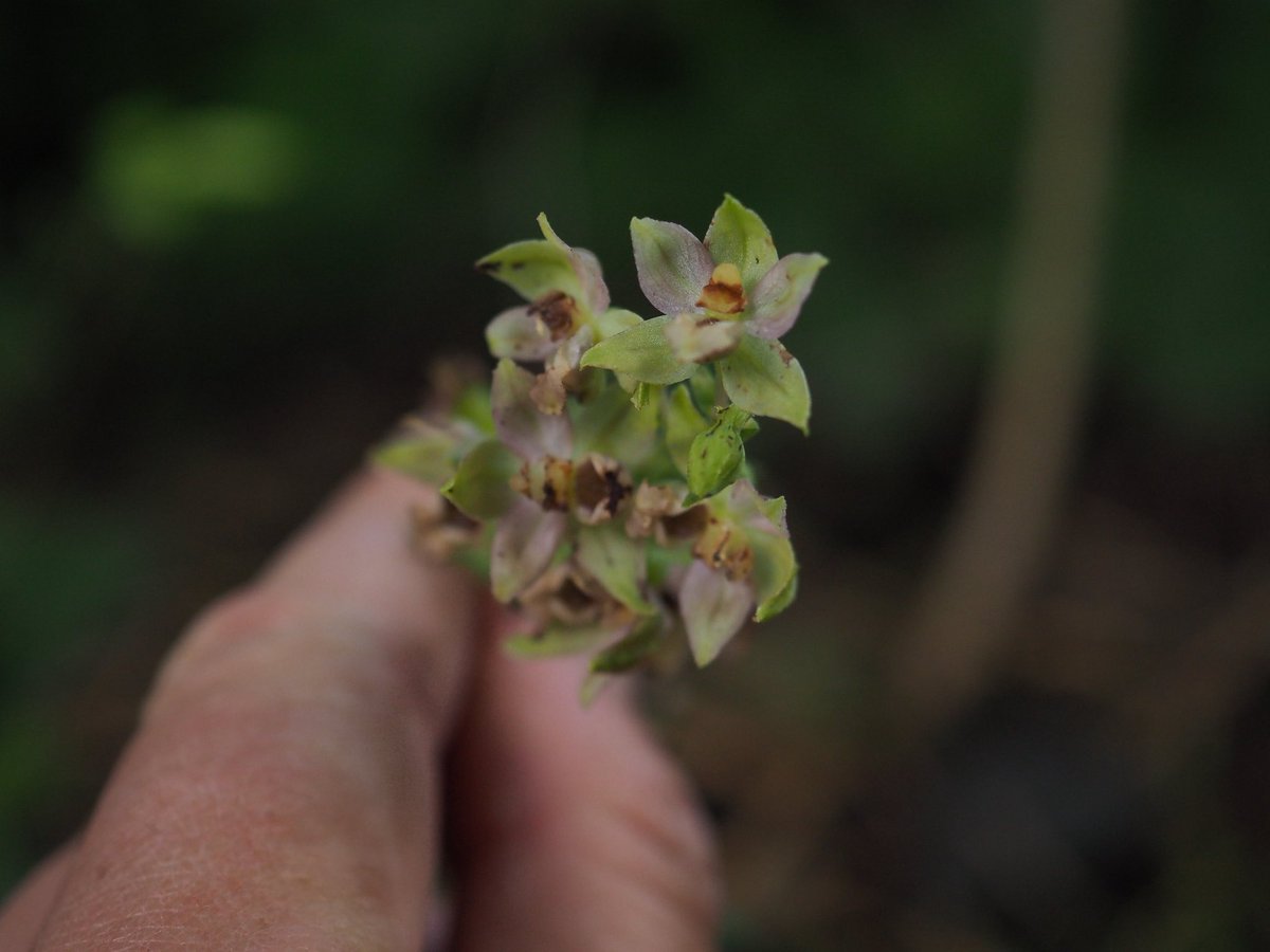 These specimens were growing in the rather wonderful North Kelvin Meadow, a community site with a superb woodland playground, veg beds. They were under a real mix of trees: alder, birch, horse chestnut and beech  #wildflowerhour