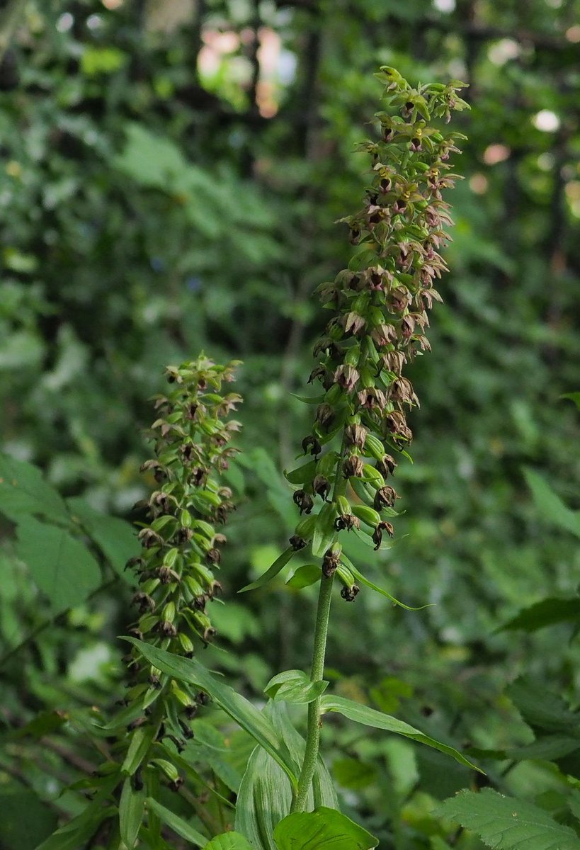 These specimens were growing in the rather wonderful North Kelvin Meadow, a community site with a superb woodland playground, veg beds. They were under a real mix of trees: alder, birch, horse chestnut and beech  #wildflowerhour