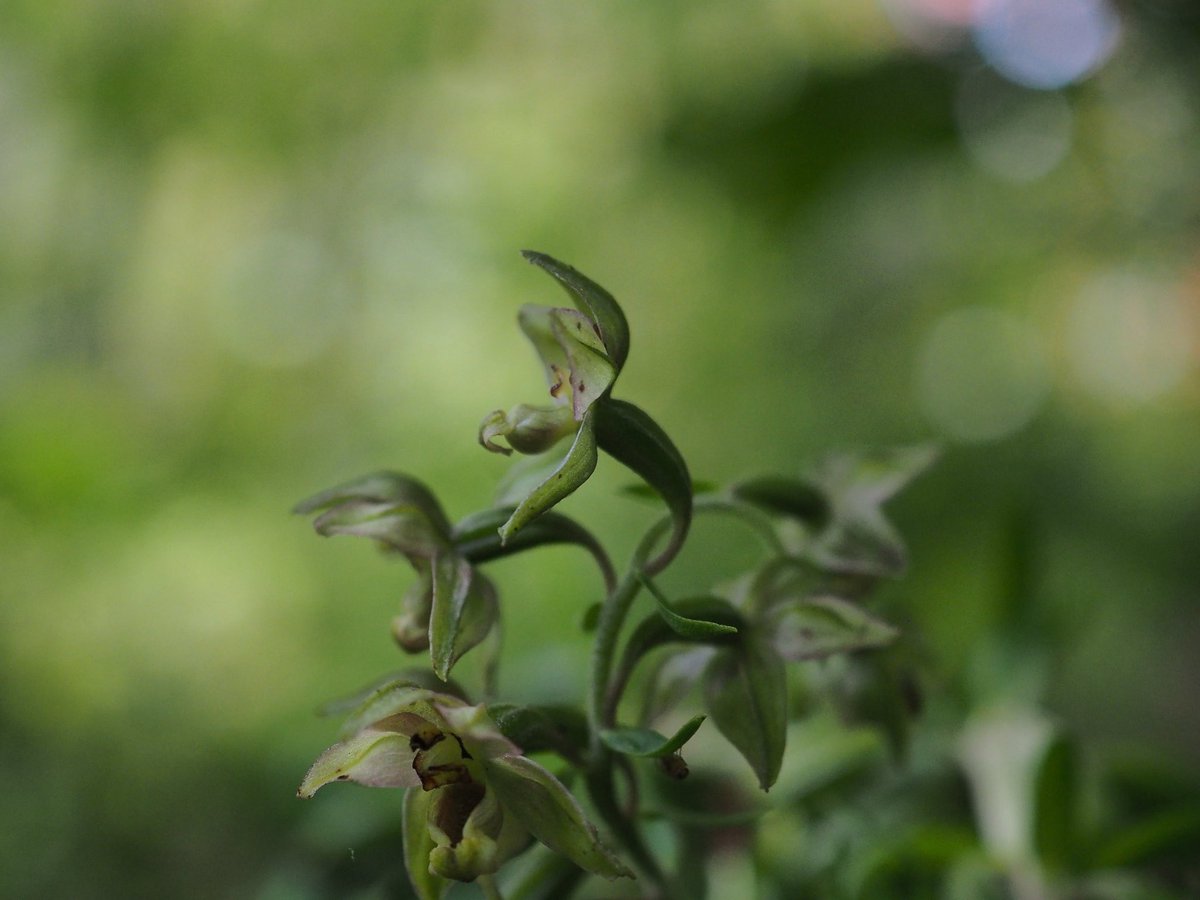 These specimens were growing in the rather wonderful North Kelvin Meadow, a community site with a superb woodland playground, veg beds. They were under a real mix of trees: alder, birch, horse chestnut and beech  #wildflowerhour