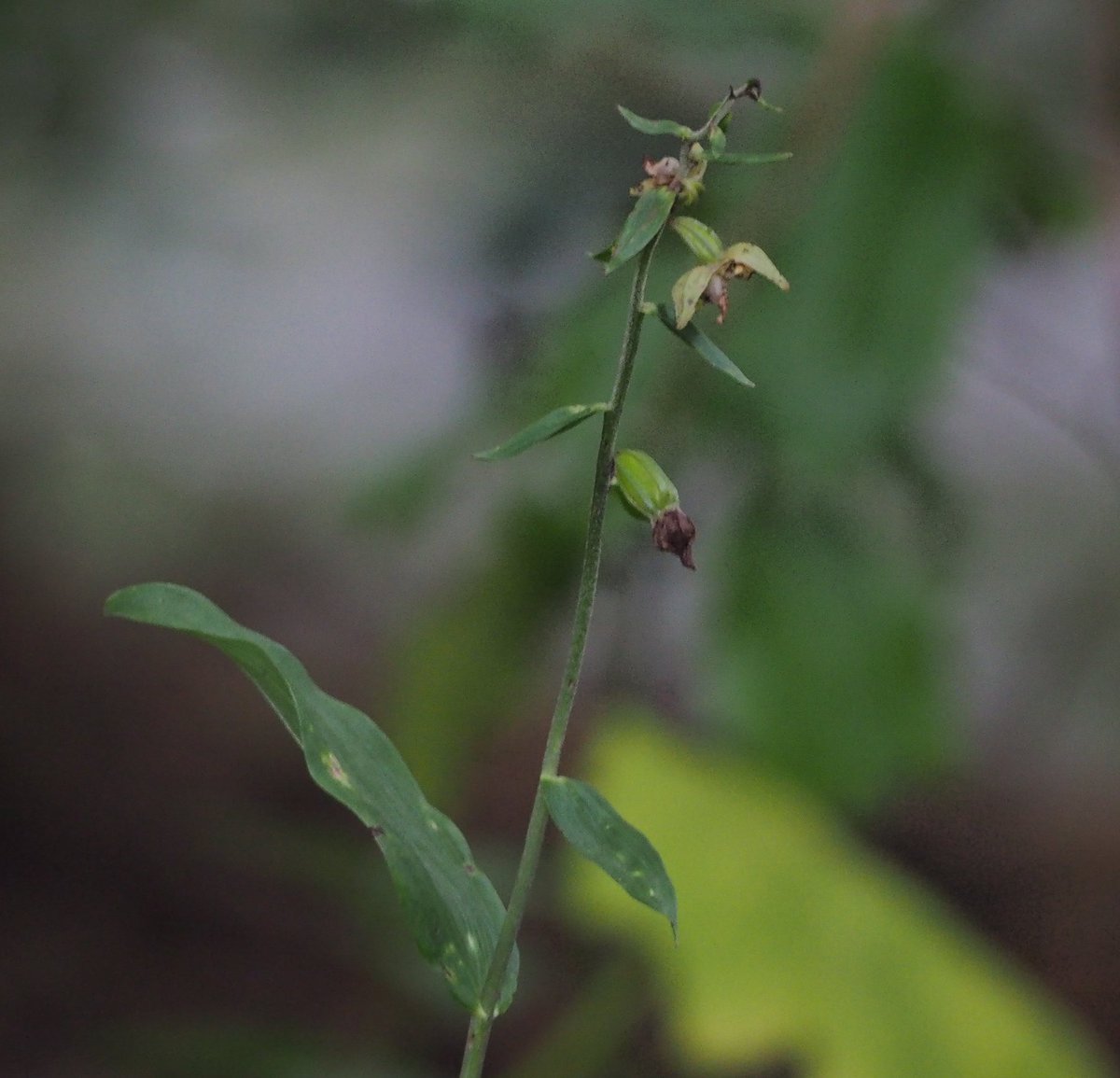 There were many clumps growing along the banks of the Kelvin, too, under many different trees again. Birch was often present in the mix.  #wildflowerhour