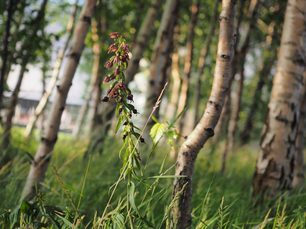I was v happy to return to the car park at the Science Centre, where I’d found c.100 BLH growing under birch in 2017. Their numbers were half that this year.  #wildflowerhour