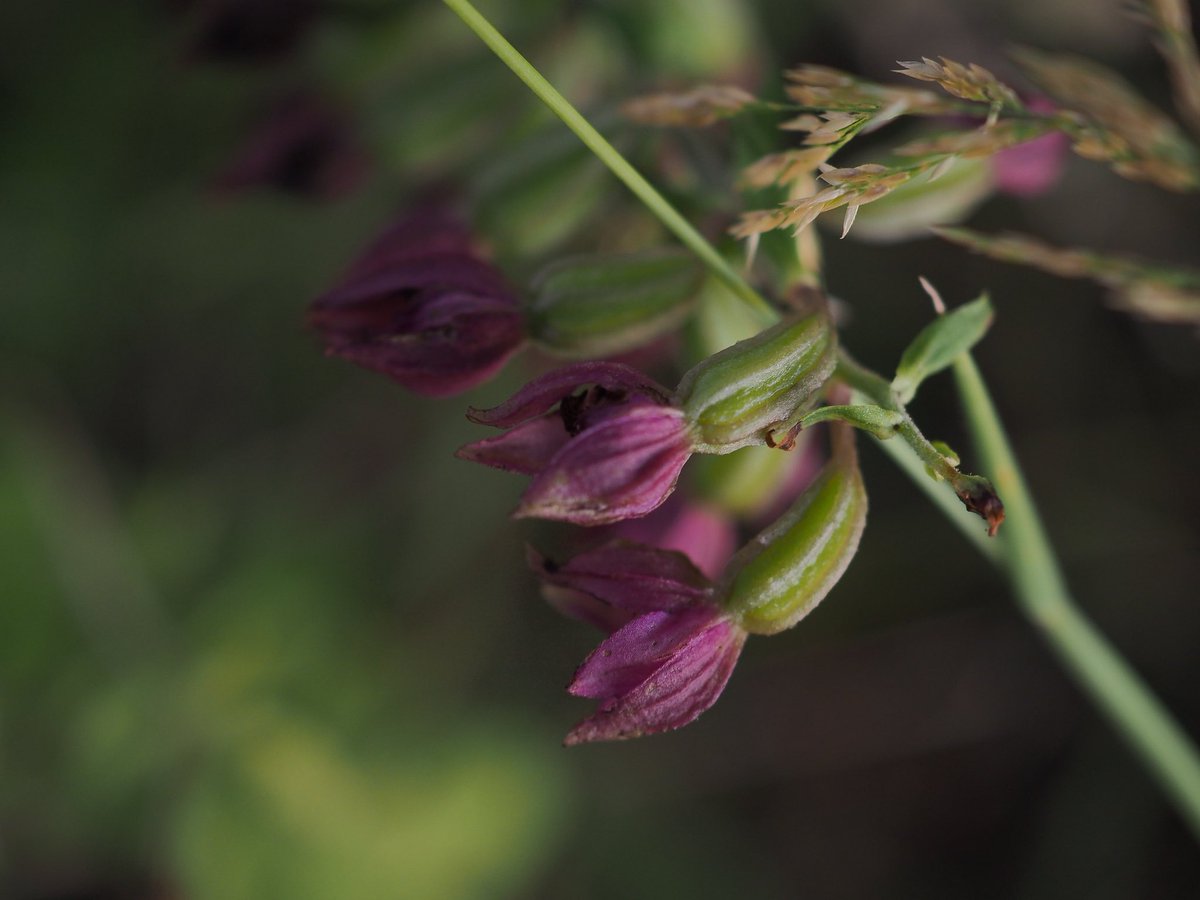 Among the Science Centre Helleborines was the deep-purple-flowered variation, E. helleborine var. purpurea. This has lovely dropping flowers too.