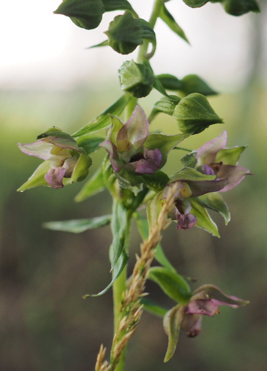 There were also many normal BLHs at this site.  #wildflowerhour