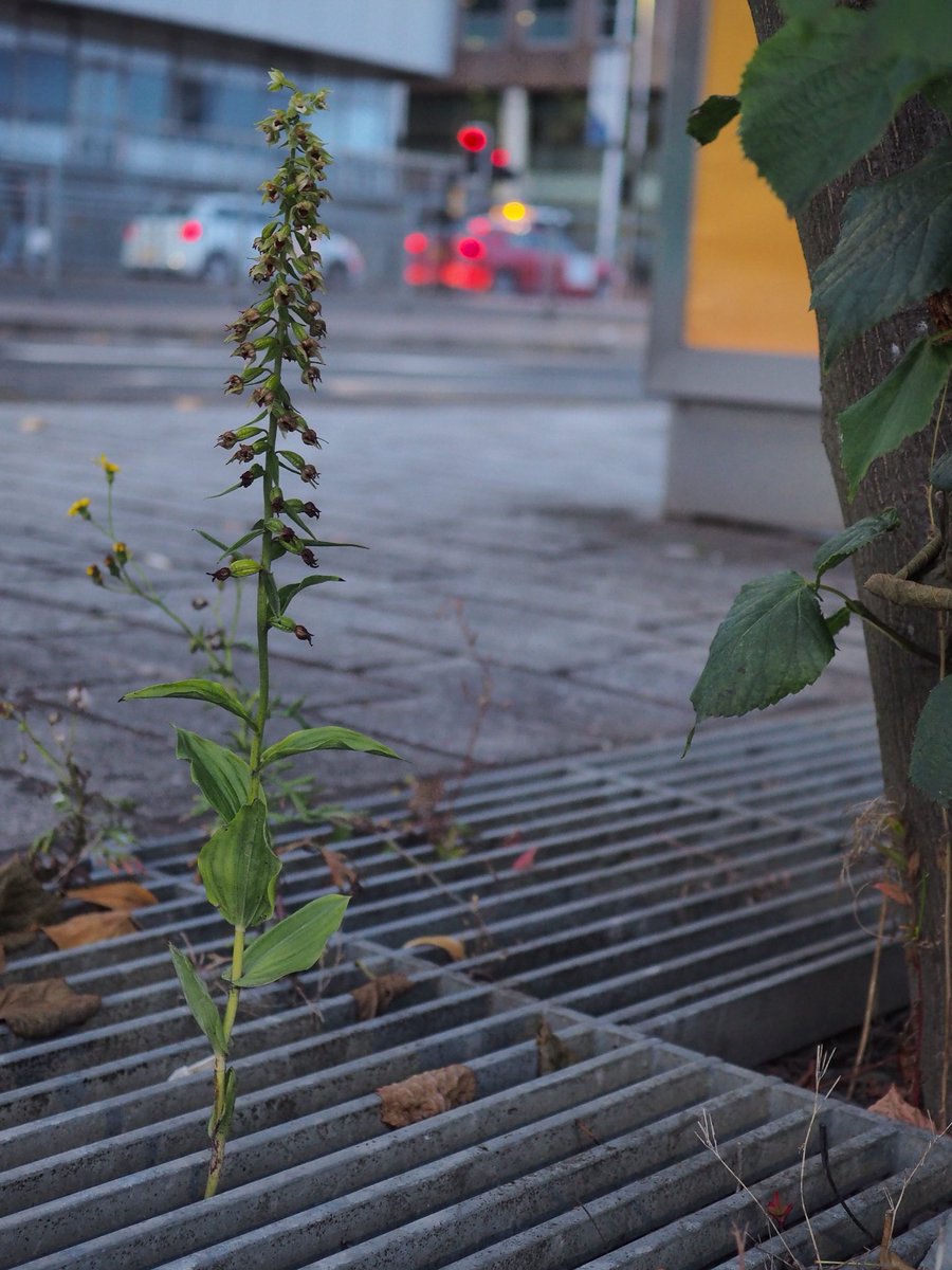 The finds I got the most excited about were these tree pit orchids all the way along Broomielaw. They were all growing under lime trees and had an interesting form that I look forward to studying again next year (when I will visit earlier)  #wildflowerhour