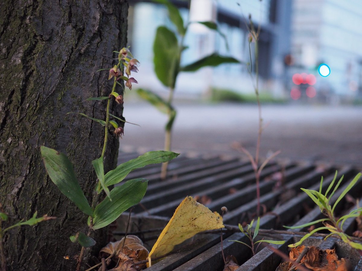 The finds I got the most excited about were these tree pit orchids all the way along Broomielaw. They were all growing under lime trees and had an interesting form that I look forward to studying again next year (when I will visit earlier)  #wildflowerhour