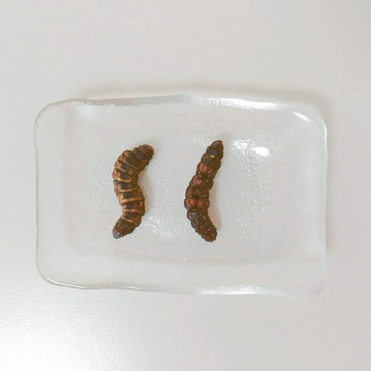 昆虫食のentomo エントモ En Twitter 予約受付中 8 28 水 昆虫とお酒のマリアージュ 昆虫食バー 梅田 メニューその シアワーム アフリカ産イモムシ シアバターで知られるシアの木の葉っぱを食べて育ったイモムシです チリ味 現地の味付け で お酒の 昆虫食のentomo エントモ En Twitter 予約受付中 8 28 水 昆虫とお酒のマリアージュ 昆虫食バー 梅田 メニューその シアワーム アフリカ産イモムシ シアバターで知られるシアの木の葉っぱを食べて育ったイモムシです チリ味 現地の味付け で お酒の