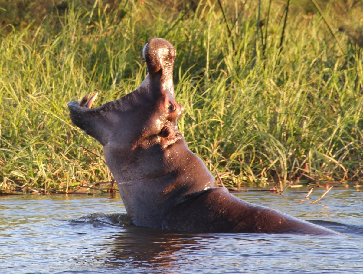 #IVHQfindyourwhy
Name: Maureen Rooney
Age: 47
Nationality: #American
Program: Vitoria Falls
Project: #wildlife Conservation

🗣"I wanted to learn more about the people and places, to feel more like an explorer and less like a tourist passing through, and to make a difference.."