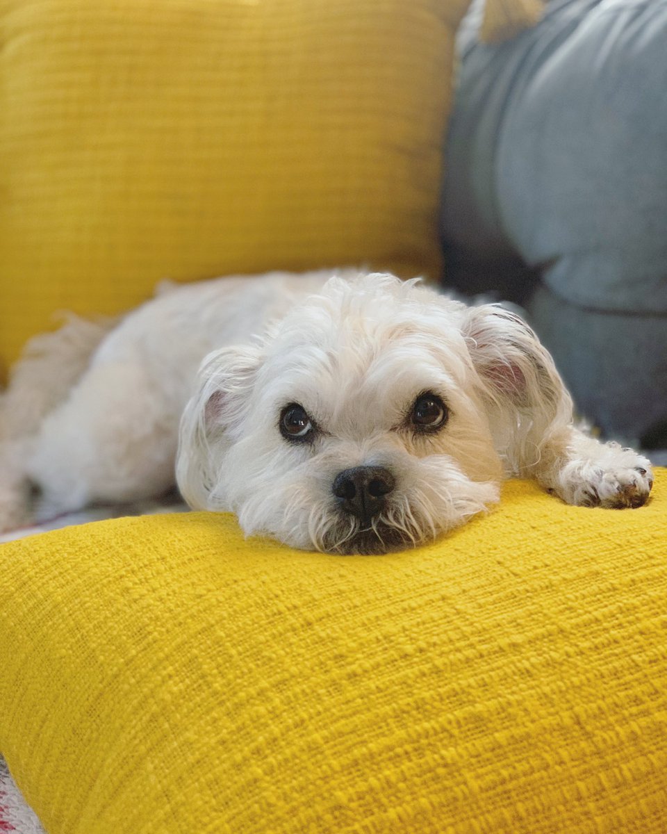 Kaxan_KXAN's tweet photo. After a crazy busy week, this was my Sunday Funday. Lots of rest and relaxation. Earned it. 😴💤🛏 #ClearTheShelters #Fans4Paws #Austin https://t.co/jKGcNwbA6U