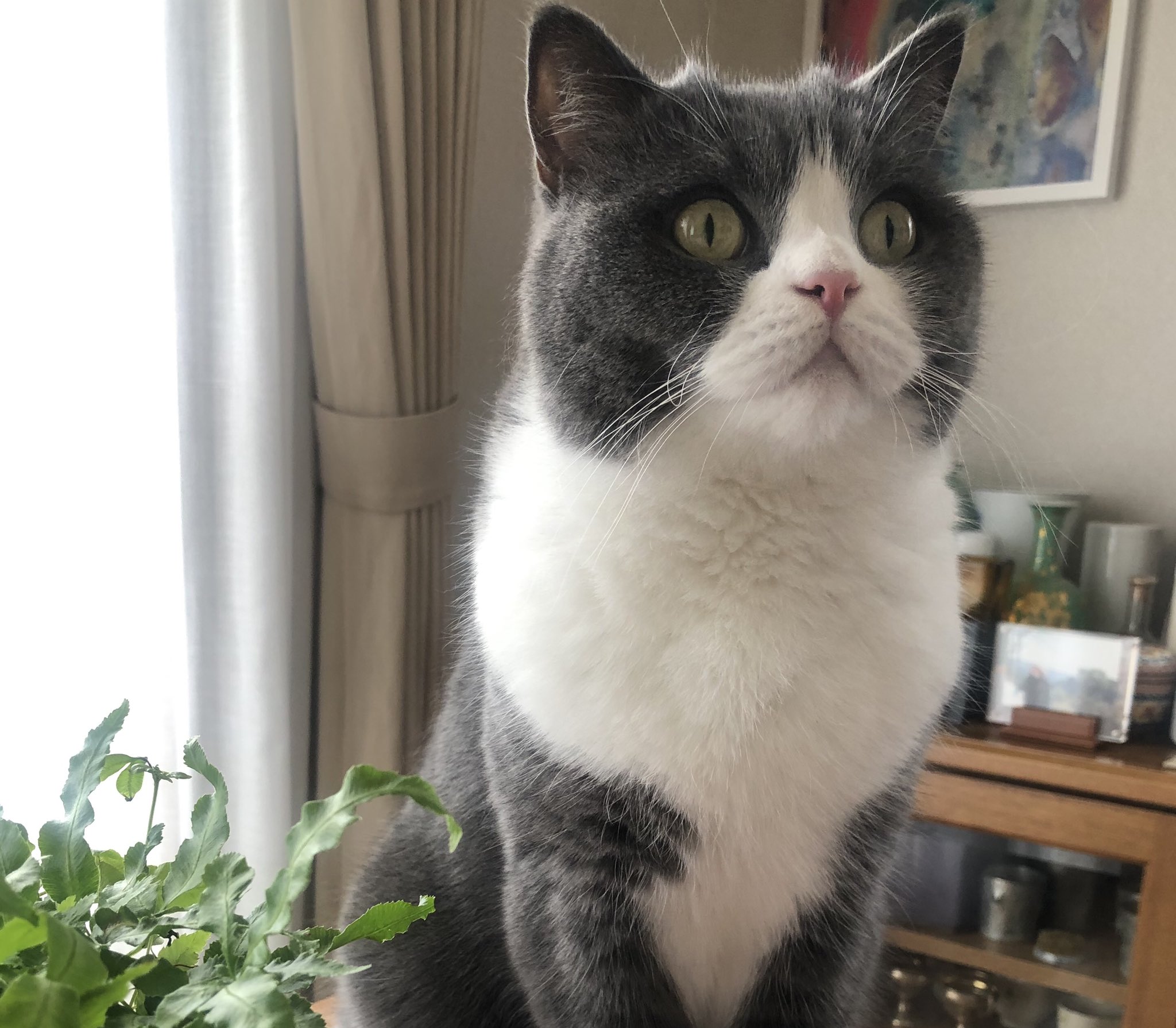 ロバート キャンベル در توییتر 何それ鬼猫 どういうこと 夕ちゃん角が生えているよ 角じゃない 猫ワックスでツーポイント立ててみただけよ 怖いから明日からオールバックにしよ Youkichi