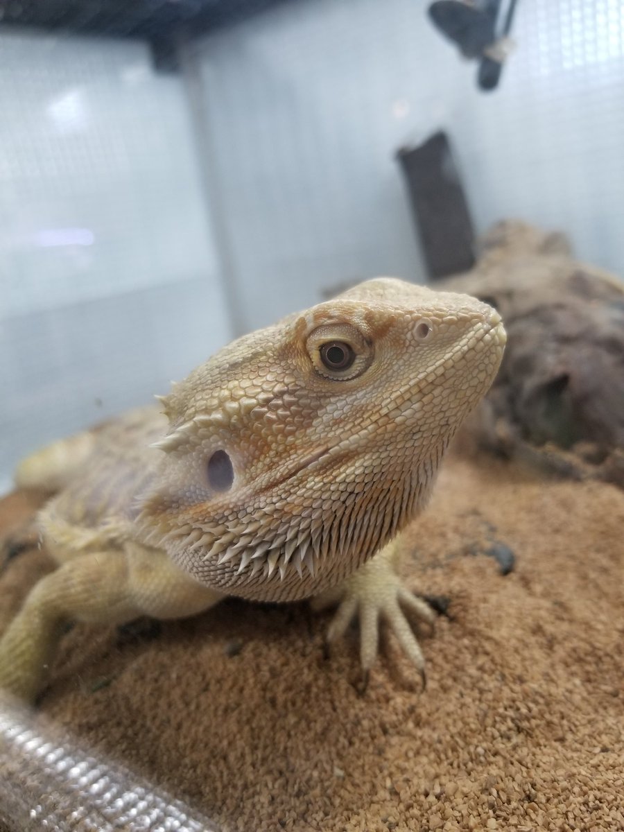 reptileeeees's tweet photo. かわええなぁ。 https://t.co/WjZesnZWaK