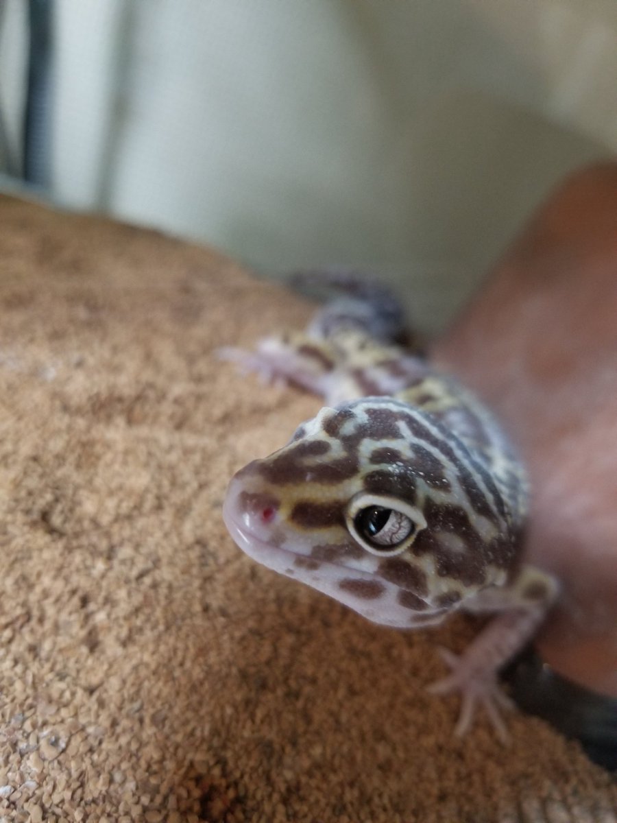 reptileeeees's tweet photo. かわええなぁ。 https://t.co/WjZesnZWaK