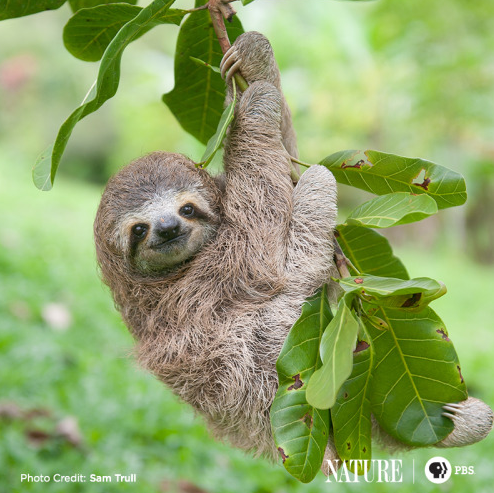acupfulofhappy's tweet photo. 💗💓💗💓
What a cute sloth!
#animalpictures #picturesofanimals #cuteanimals #animalsinnature #wildlife #sloth #prettyanimals #mothernature #thegreatoutdoors #ilovenature #animallovers #protectwildlife #protectourplanet #thegoodnewscafe #sloths https://t.co/oMg9Q1dm99