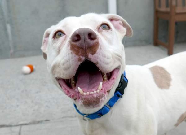 SuzanneSugar's tweet photo. Riley, 7yrs old, needs a home. She was found stray at the end of May but was recently adopted. She was allowed to be around a young child and she barked and growled but did not bite. So they returned her and now the nycacc wants to kill her. But all she needs is a new place to go https://t.co/b0AvwaSYUc