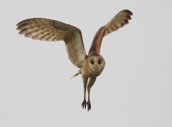 I’m sorry but the actual length of owl legs will never stop being funny.