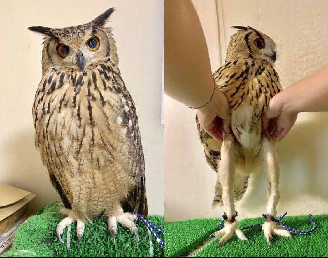 jennandoah's tweet photo. I’m sorry but the actual length of owl legs will never stop being funny https://t.co/9KerJvJc8p