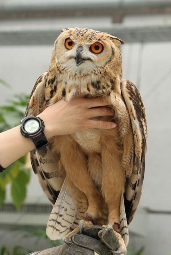 I’m sorry but the actual length of owl legs will never stop being funny