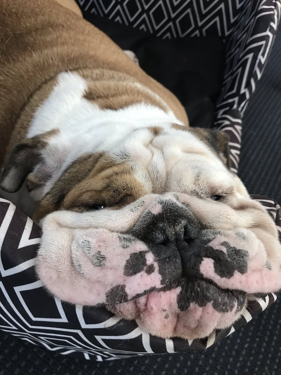Conorhagan's tweet photo. Office dog’s are back. Today it’s Chico. https://t.co/nEJ3MAIAea