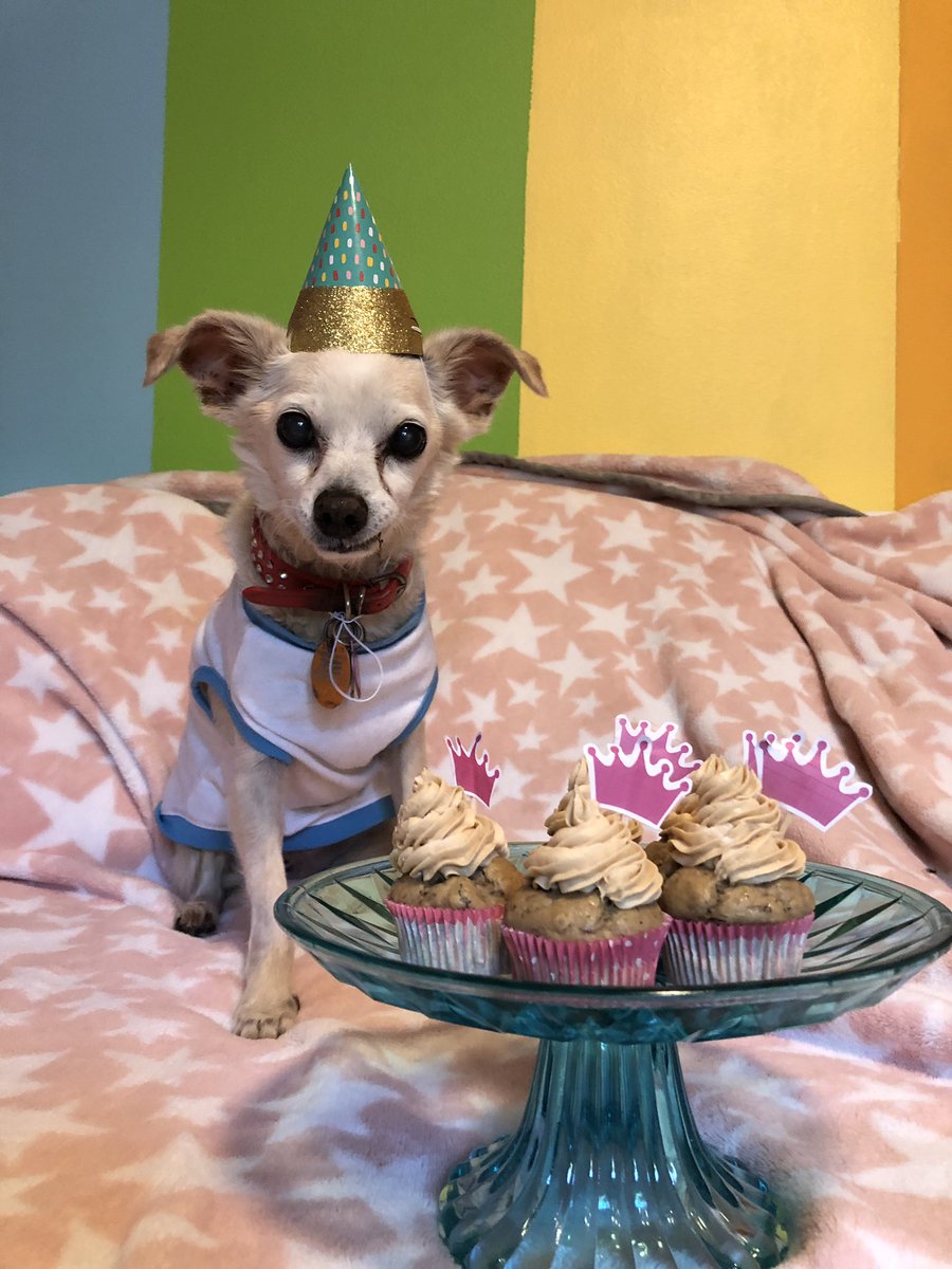 sassafraslowrey's tweet photo. HAPPY 17th Birthday Mercury!!! Cake time!!!!!!!! #birthday #birthdaydog #birthdaycake #servicedog #retiredservicedog #dogstagram #dogsofinstagram #dogcake #dogbaking #seniordog #17yearsyoung #tinybutmighty #chiweenie #chihuahuasofinstagram #muttsofinstagram #DogsofTwittter https://t.co/A0JKIcgiet