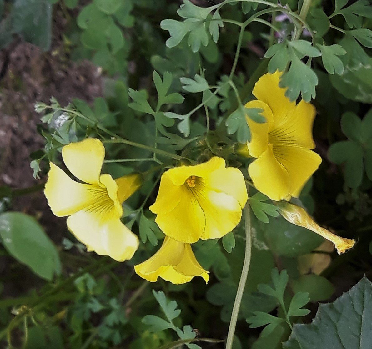 #flowers #countryside #fields #nature #naturelovers #precious #delicate #lifestyle #details #beauty #beautiful #yellowflowers #wildflowers