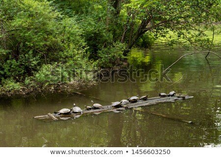 Turtle to dry the shell https://www.shutterstock.com/ja/image-photo/turtle-dry-shell-1456603250?src=fyZOzvnsJUsY0QtV8AKIzg-1-22 … @Shutterstock #stockphoto #stockphotos #photo #photography #nature #water #turtle #爬虫類 #亀 #甲羅干し #外来種 #ミシシッピアカミミガメ #池