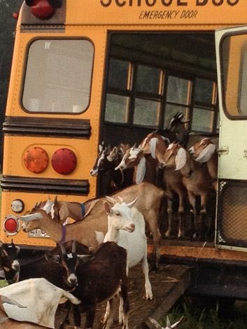AgathaChocolats's tweet photo. In six words or fewer, write a story about this photo.
#sixwordstory #amwriting https://t.co/fUga91nQrp