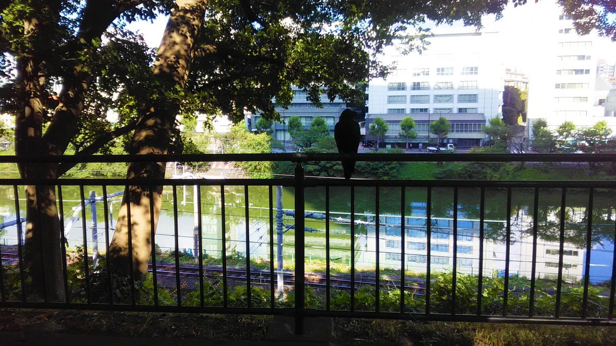 taku_oikawa's tweet photo. 2019年8月5日 月曜日 7:44📷#外濠公園
カラスが気配を消して手摺りの上からお堀を覗いていた
何を狙っているのかな❓
暑いし時間も無いのでそのまま通り過ぎます😁
お先に失礼‼
#江戸城外濠 #濠 #堀 #Moat #hendek #ров #fossato
#Foso #Σίτα #vallihauta #鴉 #Crow #Cuervo
https://t.co/3vh3ekbKuY https://t.co/okoN3vW7cV