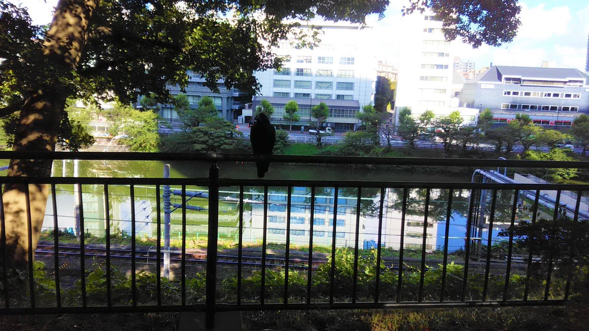 taku_oikawa's tweet photo. 2019年8月5日 月曜日 7:44📷#外濠公園
カラスが気配を消して手摺りの上からお堀を覗いていた
何を狙っているのかな❓
暑いし時間も無いのでそのまま通り過ぎます😁
お先に失礼‼
#江戸城外濠 #濠 #堀 #Moat #hendek #ров #fossato
#Foso #Σίτα #vallihauta #鴉 #Crow #Cuervo
https://t.co/3vh3ekbKuY https://t.co/okoN3vW7cV