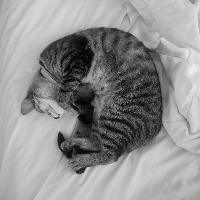 Jennawithcamera's tweet photo. post breakfast and pre second breakfast nap.
#hobbitcat #cat #catsofinstagram #cats_of_instagram #catloversclub #catstagram #kitten #kittensofinstagram #kittens_of_instagram #kitty #kittycat #kittylovers #cloveralli #naptime #pet #petsofinstagram #petsta… https://t.co/39kzfgcBFd https://t.co/sduwggKRSa