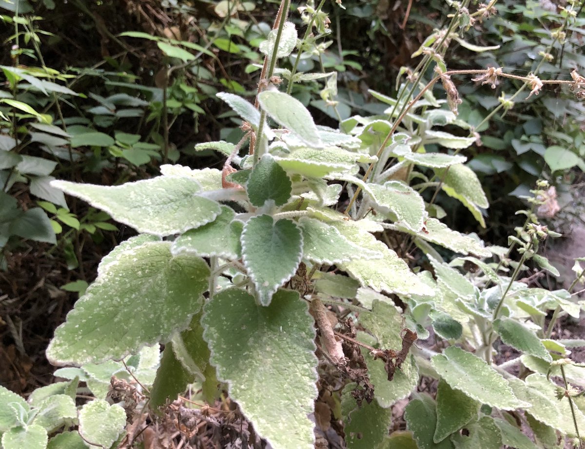 TenerifeNature's tweet photo. Sideritis infernalis Bolle by @IgnacioGarciagt. This Tenerife endemic  grows only on specific areas of #Adeje, South of the island. #Chajorra.  Know more about our botany with https://t.co/LSWYcsS8J3  info@tenerifenature.com #botany #geography @GeoTenerife https://t.co/2wx5c9kAb4