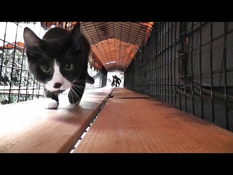 MeowMoeDotCom's tweet photo. Cat Door Training ...
#Cats #Cat #Kittens #Kitten #Kitty #Pets #Pet #Meow #Moe #CuteCats #CuteCat #CuteKittens #CuteKitten #MeowMoe
#ACuteKittenCliffhanger #CatAnimal #CatCondos #CatDoorTraining101 #CatTunnels #Cats #CuteCats
https://t.co/97ISuwUdKY
. https://t.co/g6QQK4LOED