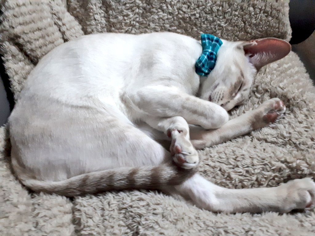 jolenehunter's tweet photo. #Goodnight Furiends! #StaySafe #JessiePinks💜🐯 #Holidays are exhausting! #TeamDiablo #CatsOfTwitter @Diablo_Siamese
2 Sleeps to #FreePinker !! https://t.co/Gq2OSZcXhN