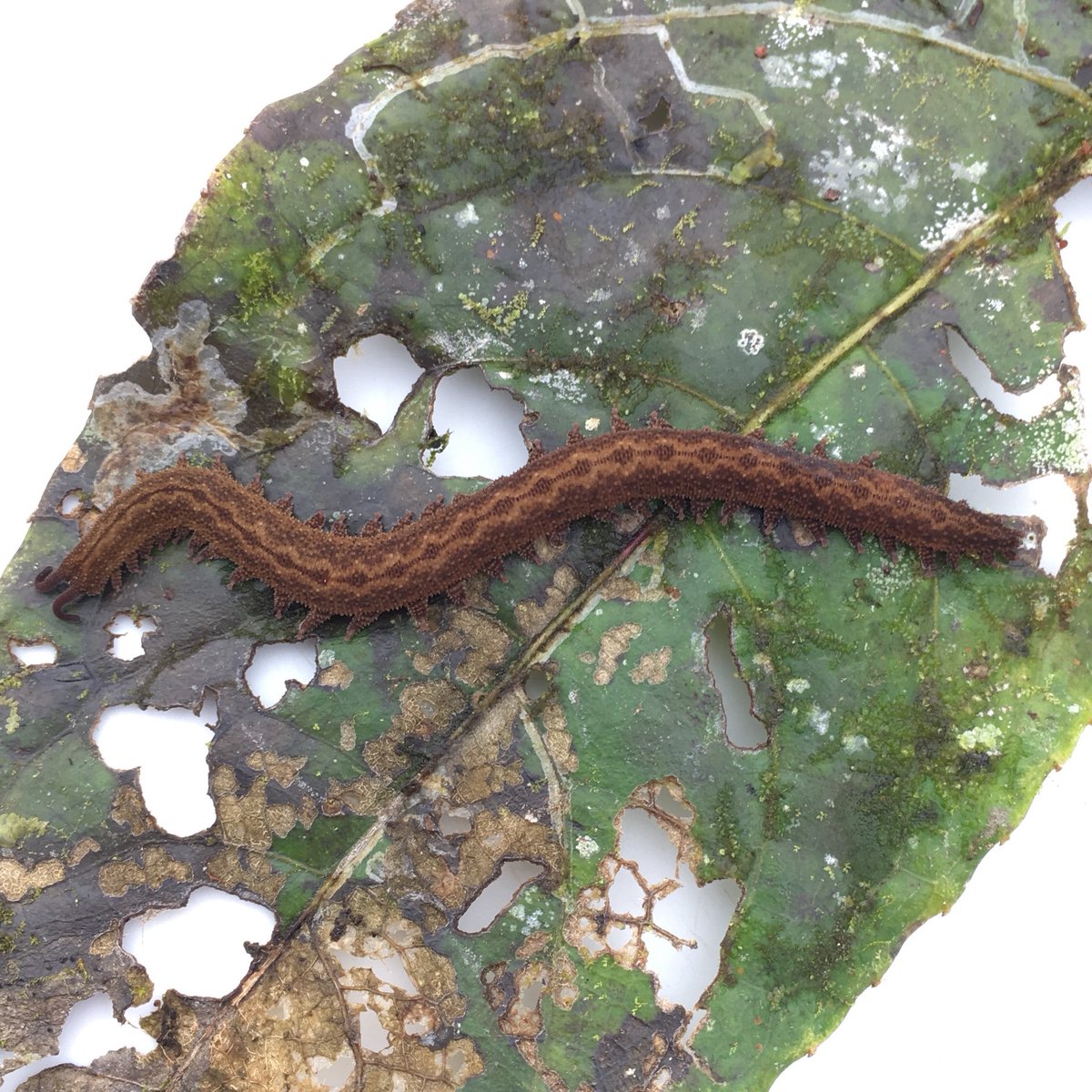 papiliovorus's tweet photo. With the students we continue to study the #arboreal #bryosphere of the #Amazon #rainforest, and among the many fascinating taxa we found our study organisms - #ONYCHOPHORA! #animal #fieldwork #tropicalbiodiversity #biodiversity #experiential #learning https://t.co/a3FCMwlSQV