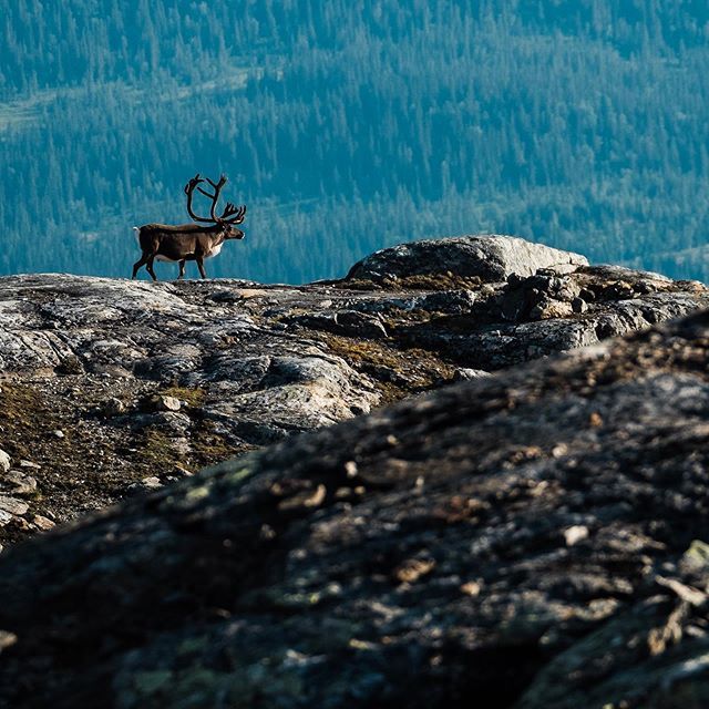 TheLocalSweden's tweet photo. New Instagram post - Meet the locals.
.
.
.
.
.
#MySweden #TheLocalSweden #åre #älskaåre #åresweden #aresweden #jämtland #jämtlandhärjedalen #outdoorlife #reindeer https://t.co/sVtO4KYrnx https://t.co/tGcgmAwxL4