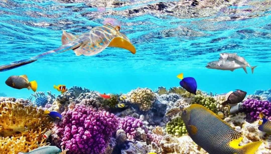 scene forhold Uheldig Sharm EL Sheikh on Twitter: "Red Sea Diving and Snorkeling - A Wonderful  Experience https://t.co/gGGtXmPMyK #Sharm #Sinai #Sharmelsheikh #Redsea  #Egypt #Travel #SinaiSharm https://t.co/ytITeKjUS4" / Twitter