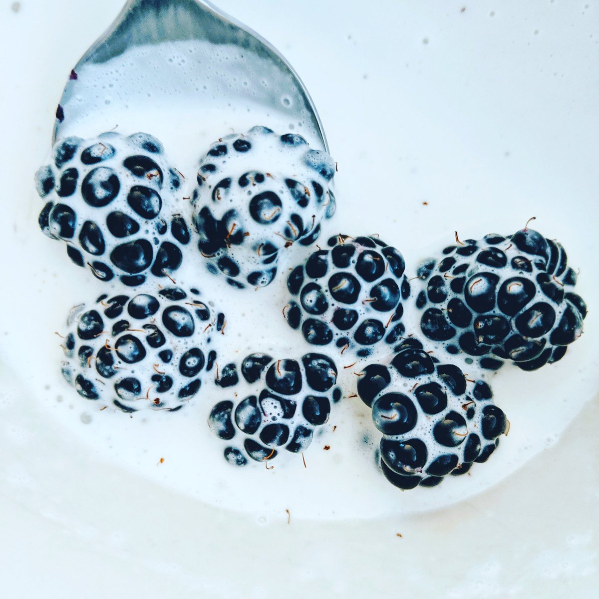 samofsorts's tweet photo. Oh hey there, blackberries from my yard! Imma eat you. 🥄 https://t.co/qbQm4HeBFp