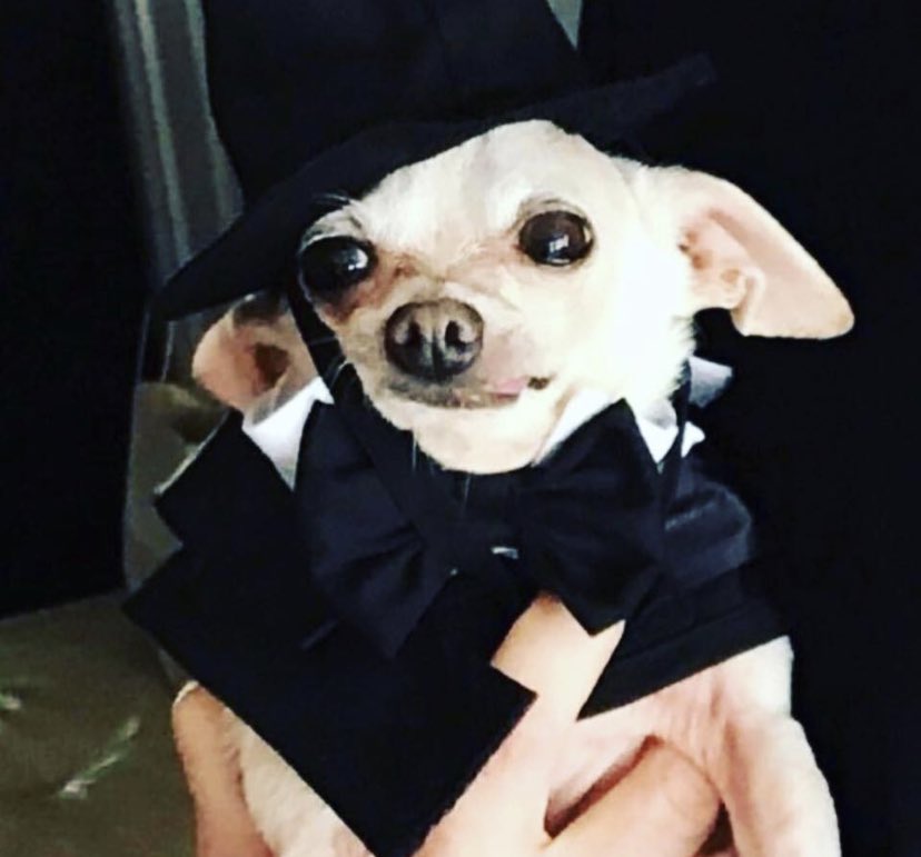 JMofPopCulture's tweet photo. And who got the most screen time when we did #CakeHunters @FoodNetwork @CookingChannel 😂😂😂 @MrPigglesWorth3 🤷🏻‍♂️ #Diva #chihuahuasofinstagram https://t.co/92xRMxomuK