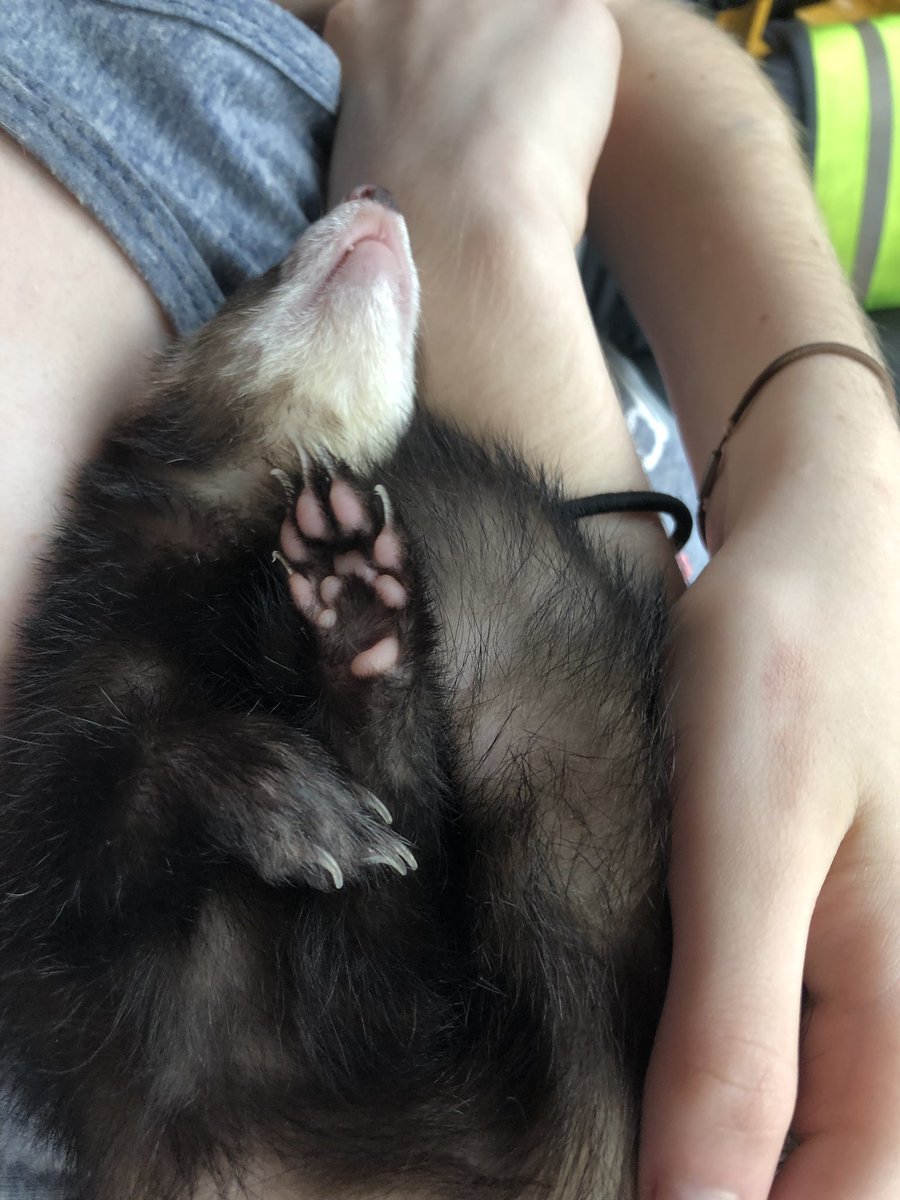 Milkybobas's tweet photo. @QuackityHQ Feel free to photoshop any of my beautiful animals (the Ferret Furo is not mine) mouse is Versace, dog is Sugar, and Hamster is Joseph Stalin (R.I.P. Joseph Stalin gone but not forgotten- the best Russian hamster dictator a hamster cage could ask for) https://t.co/2SvoKZZoKQ