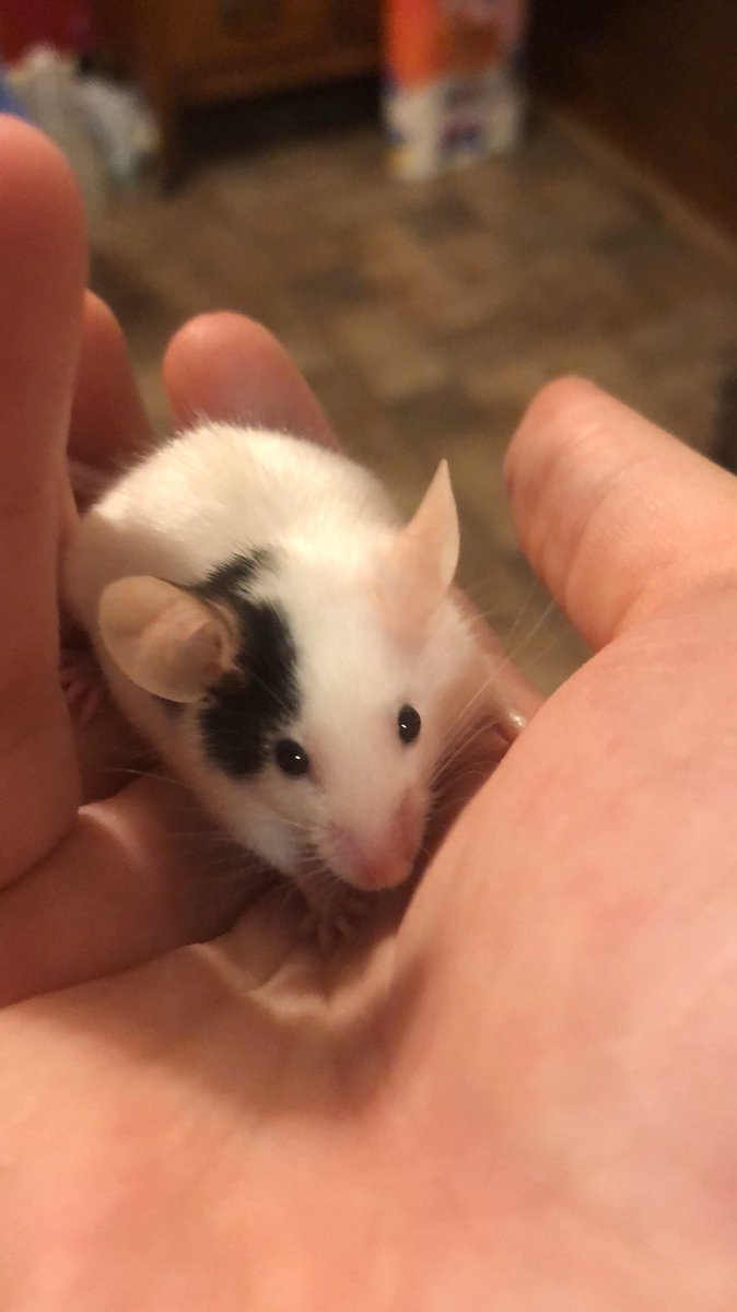 Milkybobas's tweet photo. @QuackityHQ Feel free to photoshop any of my beautiful animals (the Ferret Furo is not mine) mouse is Versace, dog is Sugar, and Hamster is Joseph Stalin (R.I.P. Joseph Stalin gone but not forgotten- the best Russian hamster dictator a hamster cage could ask for) https://t.co/2SvoKZZoKQ