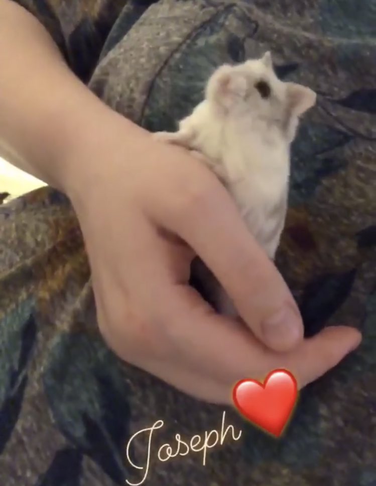 Milkybobas's tweet photo. @QuackityHQ Feel free to photoshop any of my beautiful animals (the Ferret Furo is not mine) mouse is Versace, dog is Sugar, and Hamster is Joseph Stalin (R.I.P. Joseph Stalin gone but not forgotten- the best Russian hamster dictator a hamster cage could ask for) https://t.co/2SvoKZZoKQ
