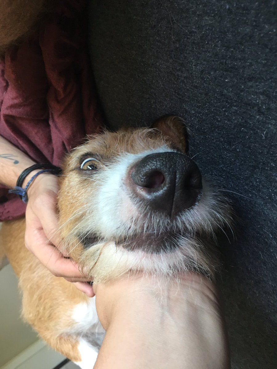 felicipee's tweet photo. i recently moved into a new house for college and brought my dog along. please enjoy her goofy pics https://t.co/6jNk99wnfg