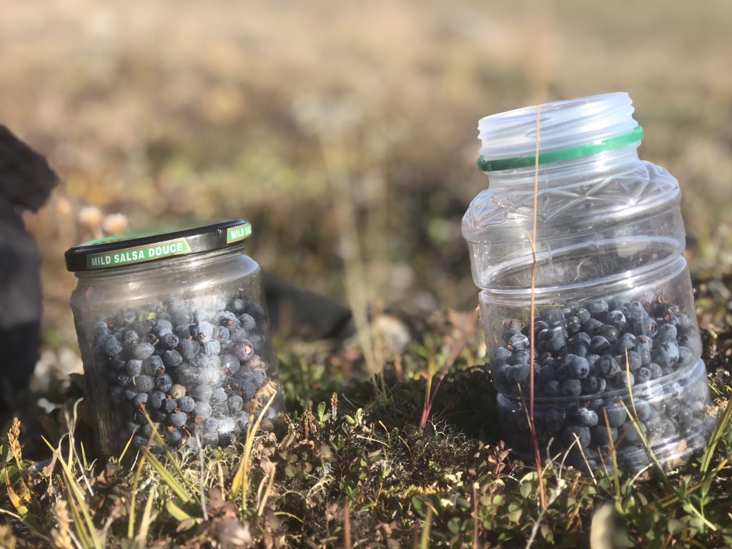 Shekatsak's tweet photo. Near this pingu-like hill, facing north, youโll find them. Even a patch of crow berries #Ataata #Instructions #WeFoundThem My baby girl is a little dot on the tundra #PondInlet https://t.co/SRWpXSjOk0