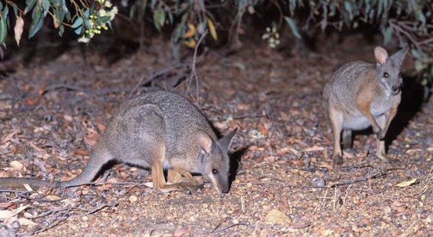 Pat Taggart tweet media