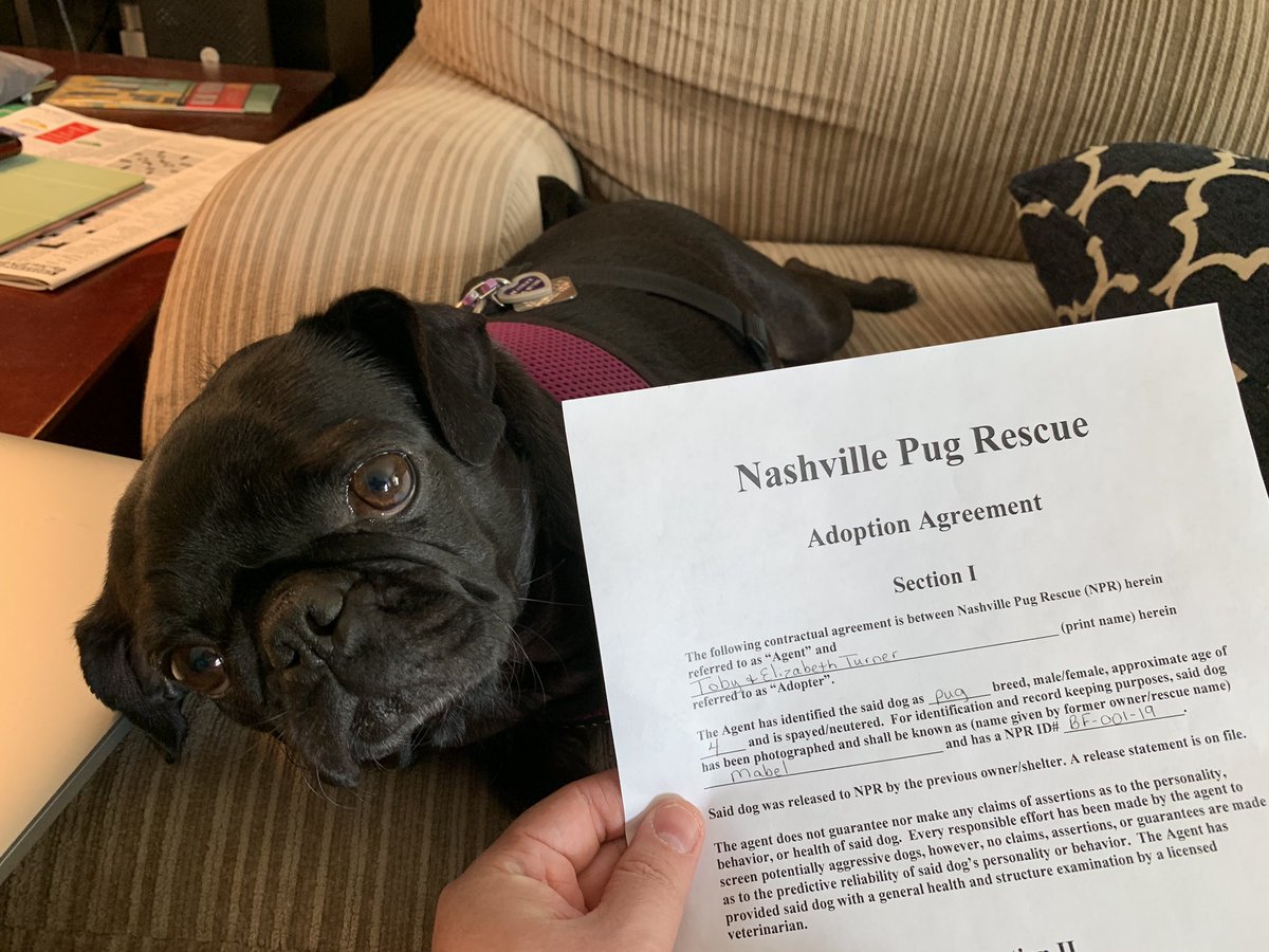 RescuedPug's tweet photo. Guess what is officially official!#AdoptDontShop #FosterDog #puglife https://t.co/HZ5A78hcPT