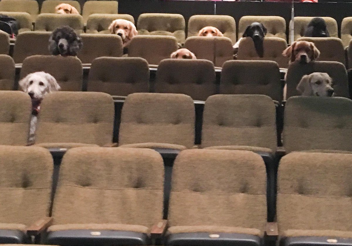 This photo of service dogs in training attending a theatre performance of Billy Elliot is arguably the best thing you'll see all day. (📸: @stratfest)