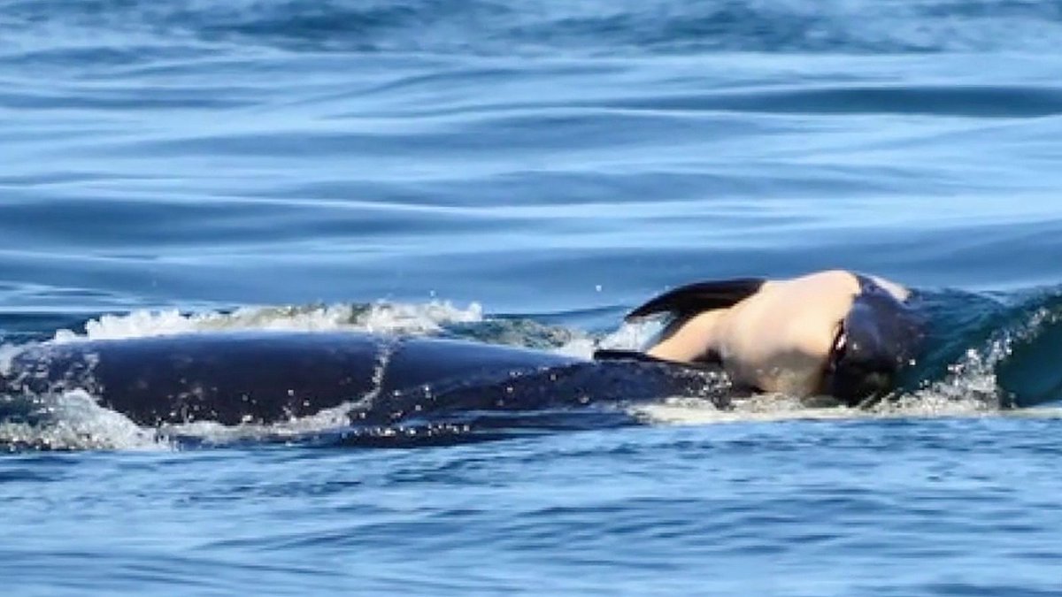 Orca Mother Carries Around Dead Calf For Two Weeks As Warning To All Who Would Defy Her https://trib.al/EItKyrc