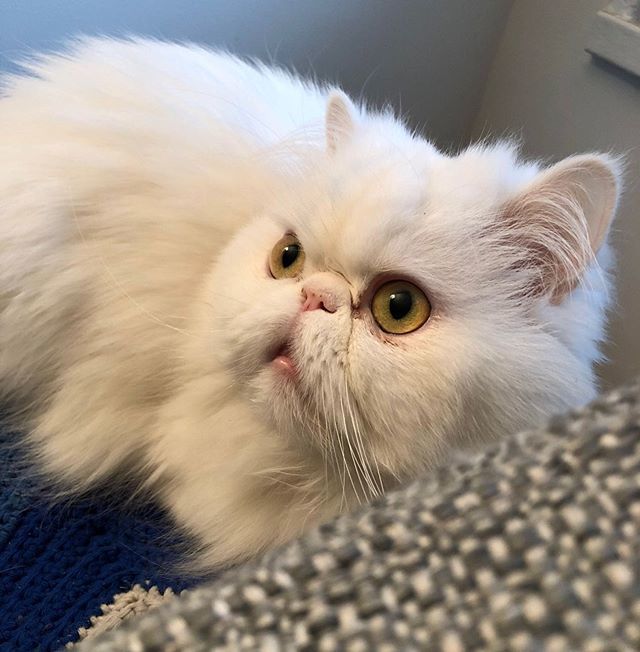 misspicklescat's tweet photo. Teh face you make when Meowmie tells you dat dere won’t be any treeeeeeats until she gets back from teh stupormarket! 🙀🙀🙀 #sundayscaries #sunday #sundayfunday #sundaynight #silly #hungry #hangry #scaredycat #sundaymotivation #feedme https://t.co/BkTnr3M76f https://t.co/1tOs1Pa0YD